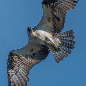 Águila Pescadora