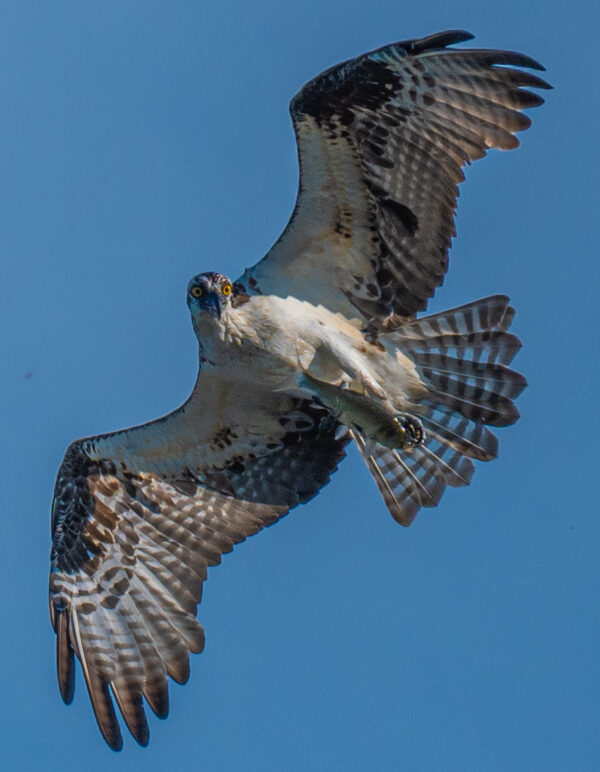 Águila Pescadora