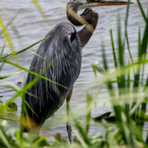 Garza Gris en Laguna de Champayan