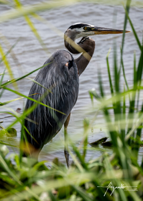 Garza Gris en Laguna de Champayan